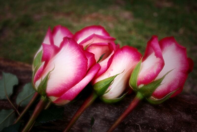 Pink and White Roses — Serene, Photograph, Green Leaves