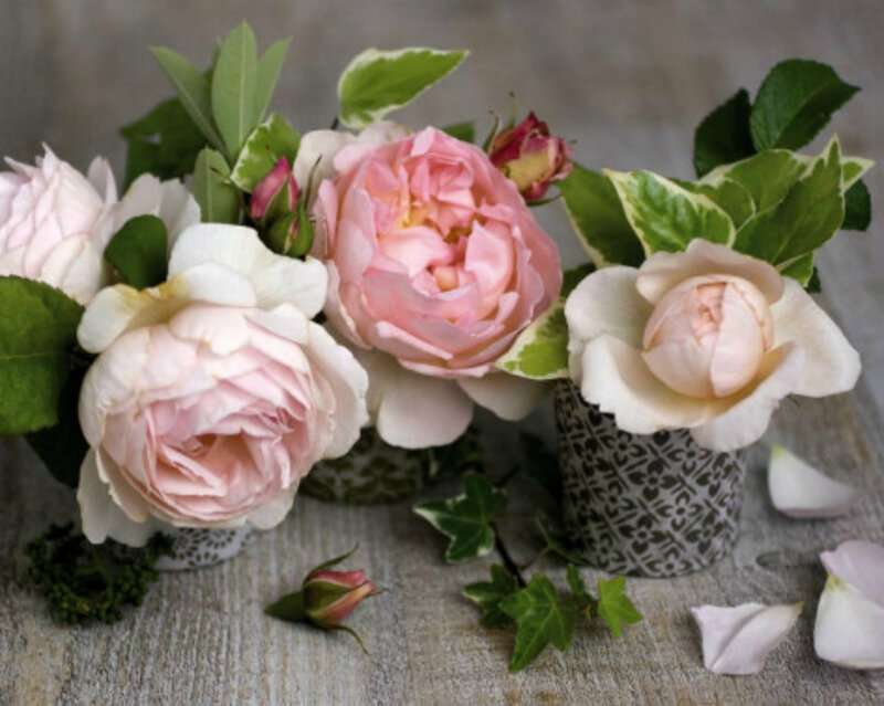 Pink and White Roses — Serene, Photograph