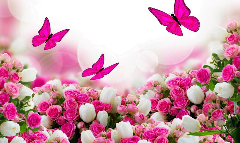 Pink and White Roses — Serene, Spring, Digital Art, Butterflies, Flowers