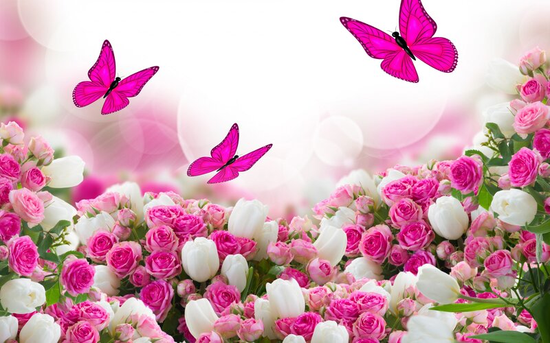 Pink and White Roses — Serene, Spring, Digital Art