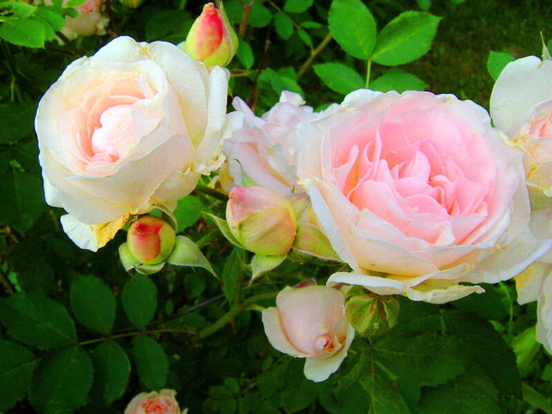 Pink and White Roses — Serene, Spring, Photograph, Buds