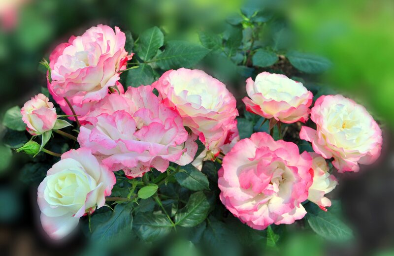 Pink and White Roses — Serene, Spring, Photograph, Flowers, Leaves, Bush