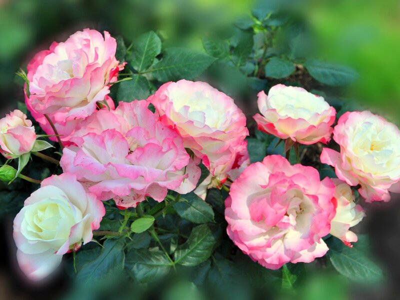 Pink and White Roses — Serene, Spring, Photograph, Flowers, Leaves