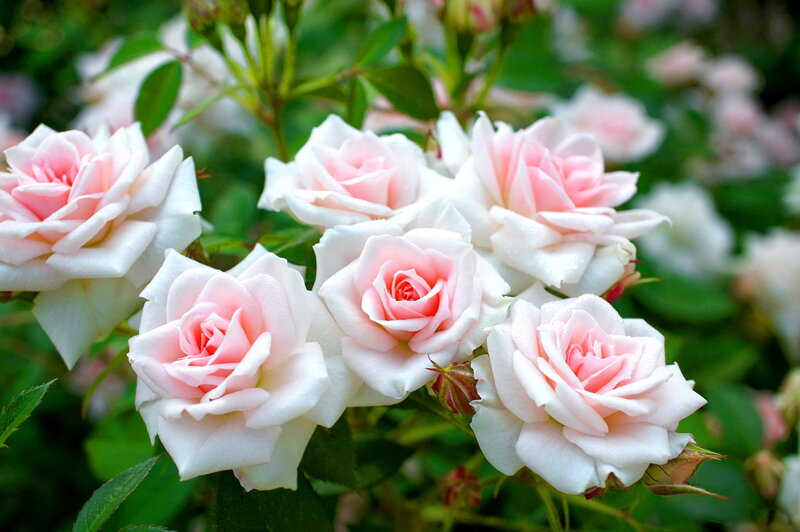 Pink and White Roses — Serene, Spring, Photograph