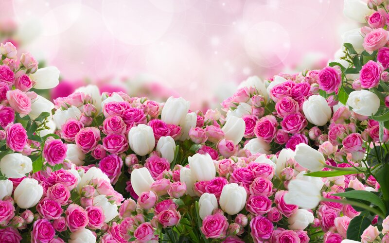 Pink and White Roses — Serene, Spring, Photograph, Tulips