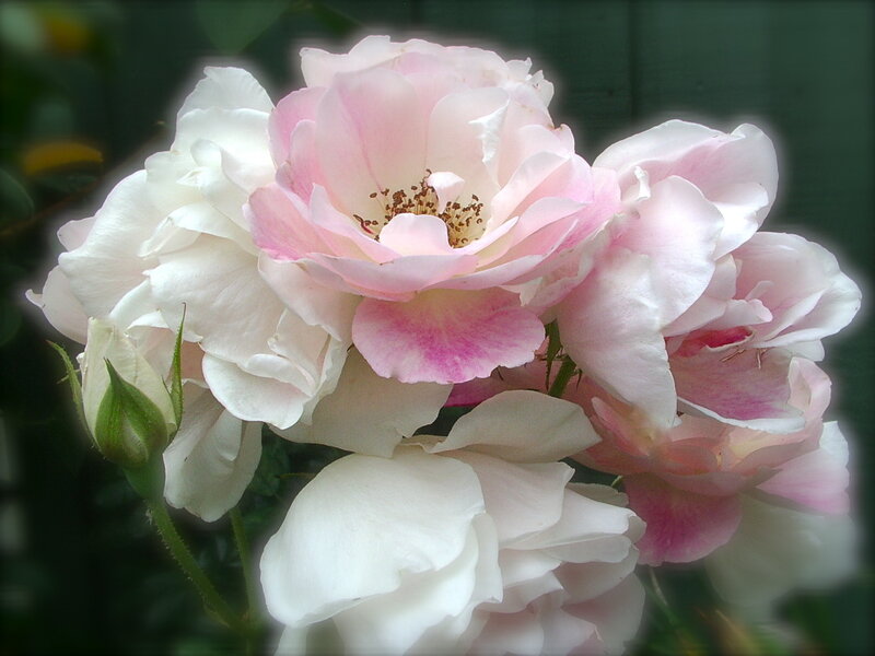 Pink and White Roses — Serene, Spring