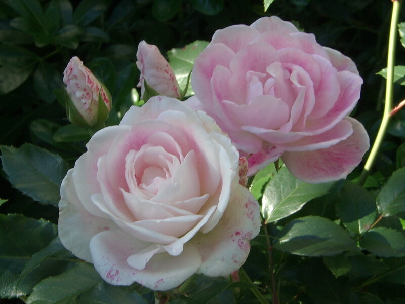Pink and White Roses — Serene