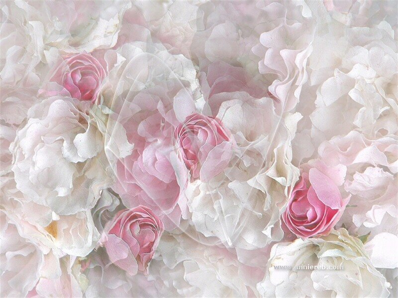 Pink and White Roses — Soft, Photograph, Flowers