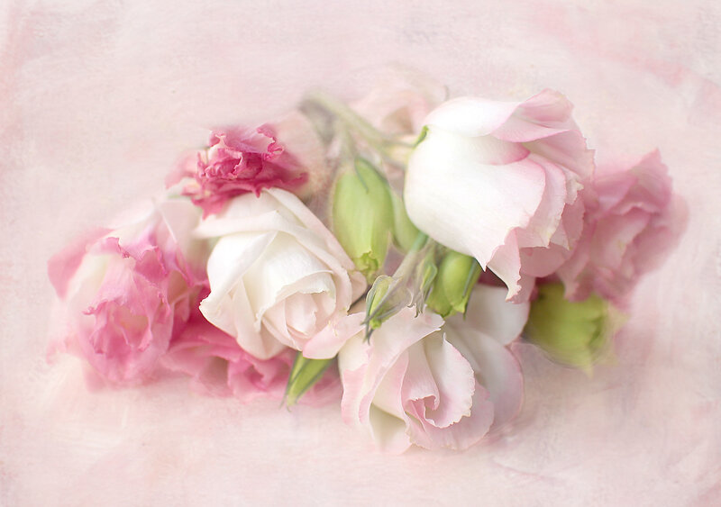 Pink and White Roses — Soft, Photograph