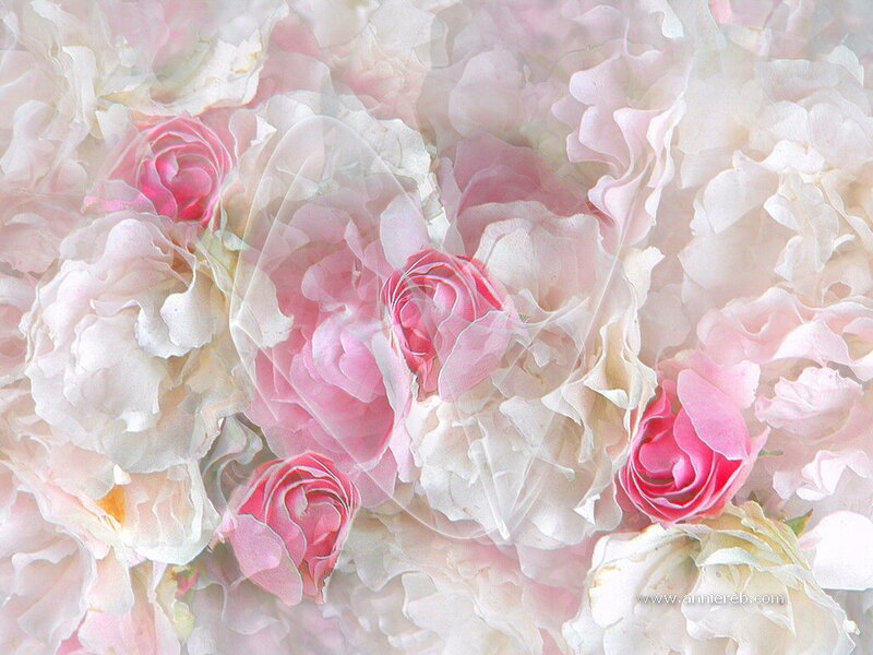 Pink and White Roses — Soft