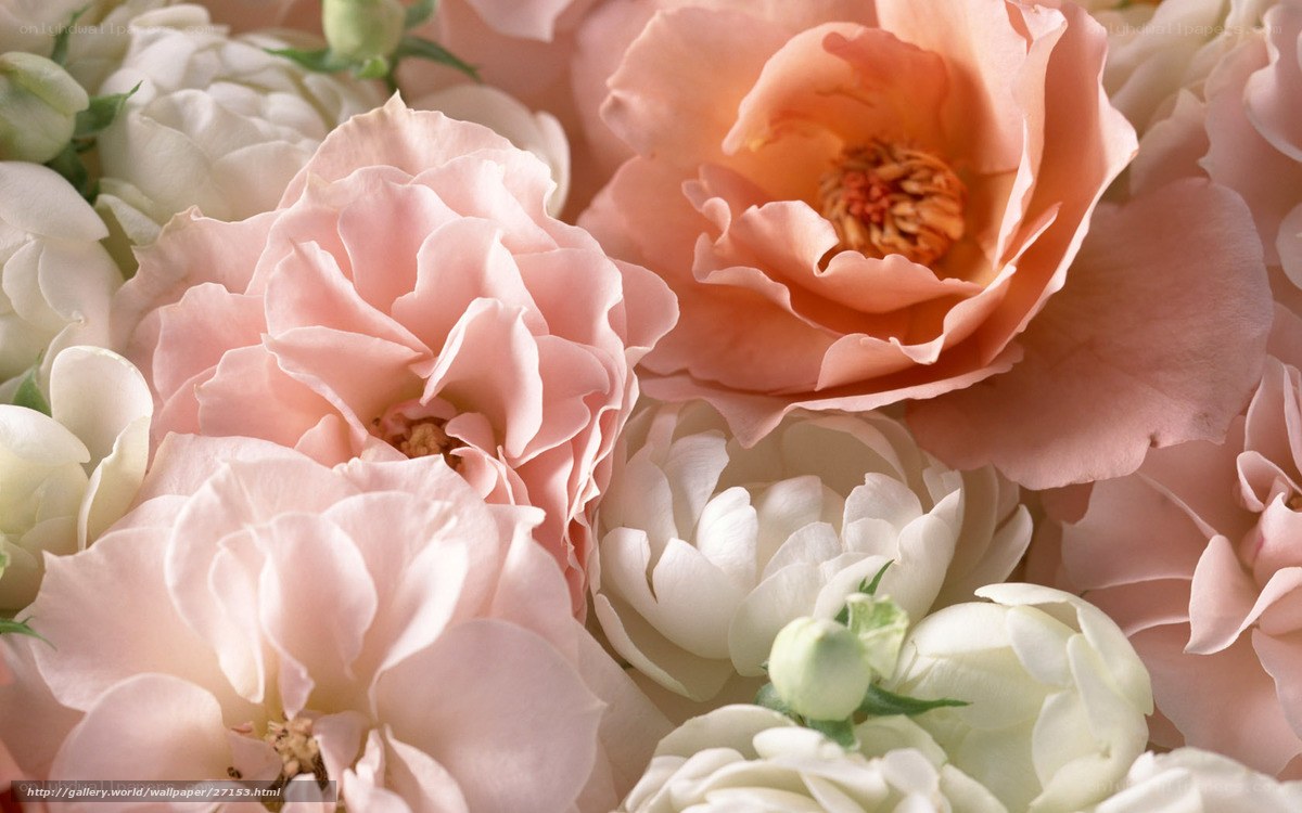 Pink and white roses