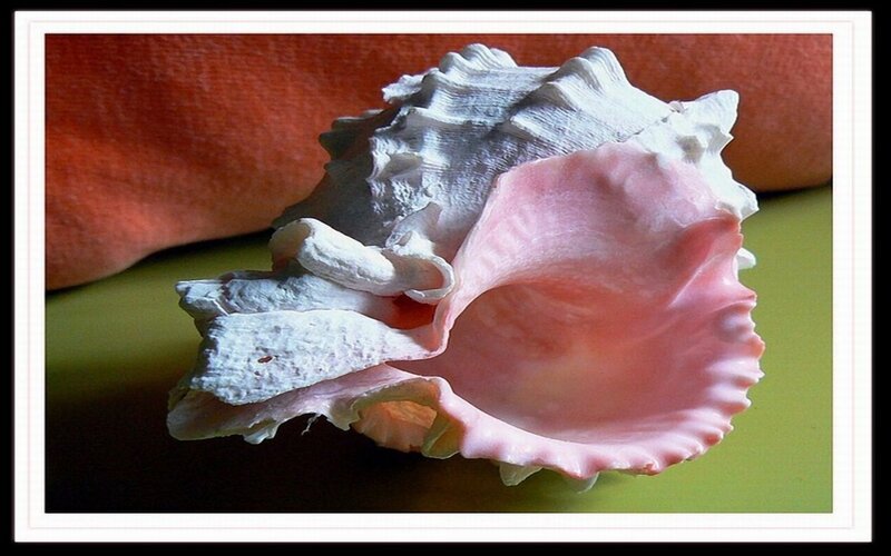 Pink and white seashell