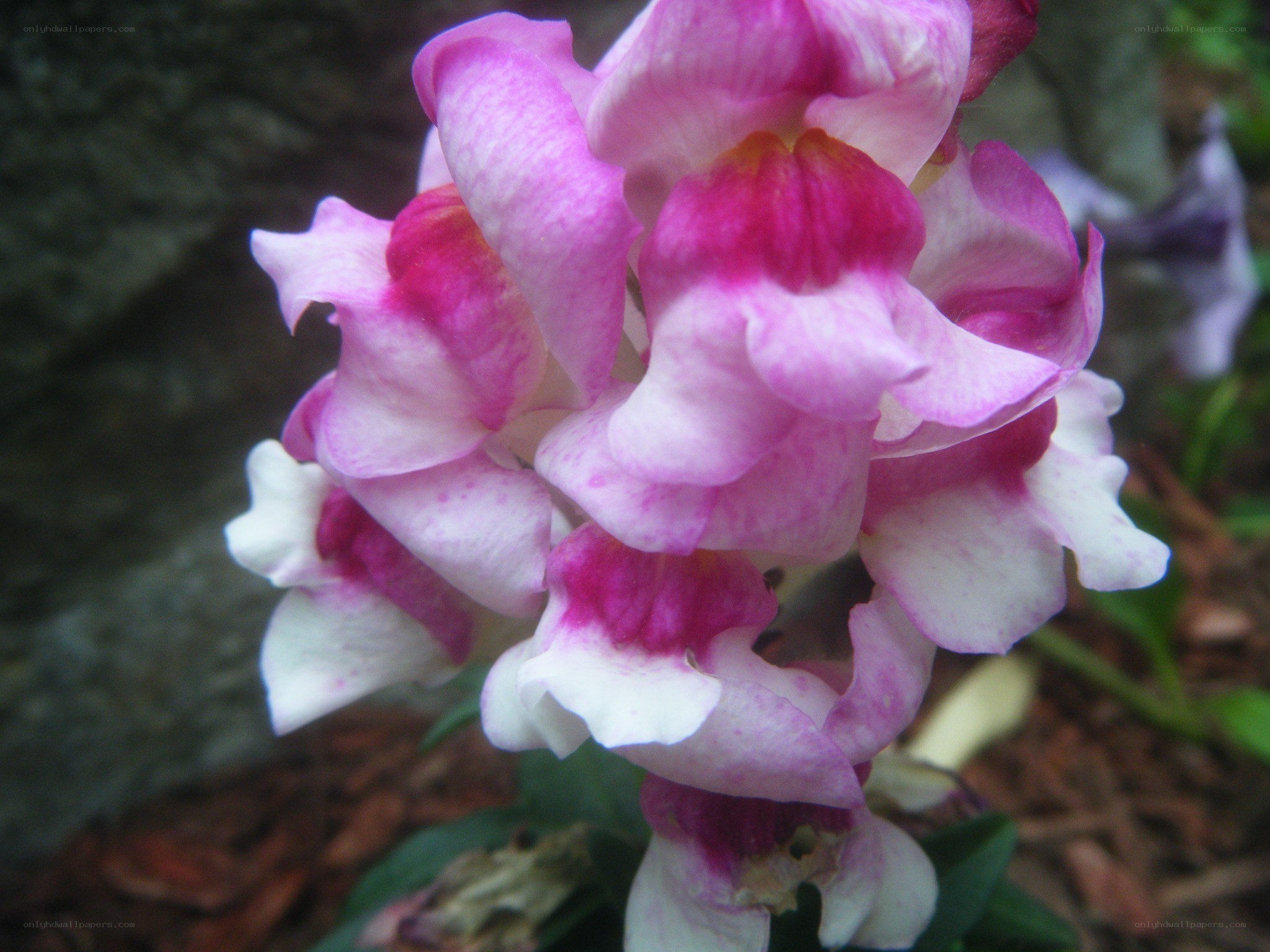 Pink and white snapdragon flowers