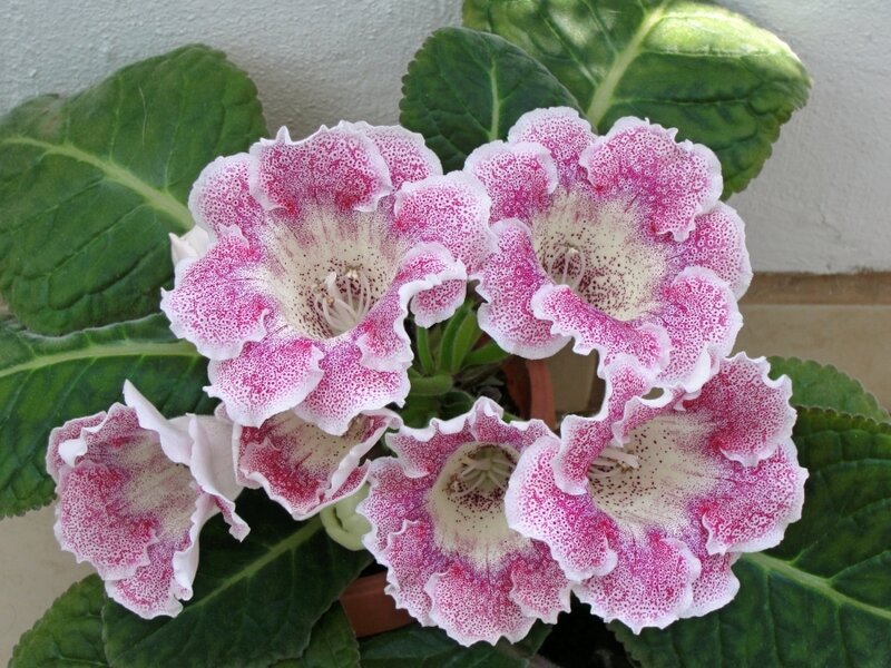 Pink and White Speckled Flowers