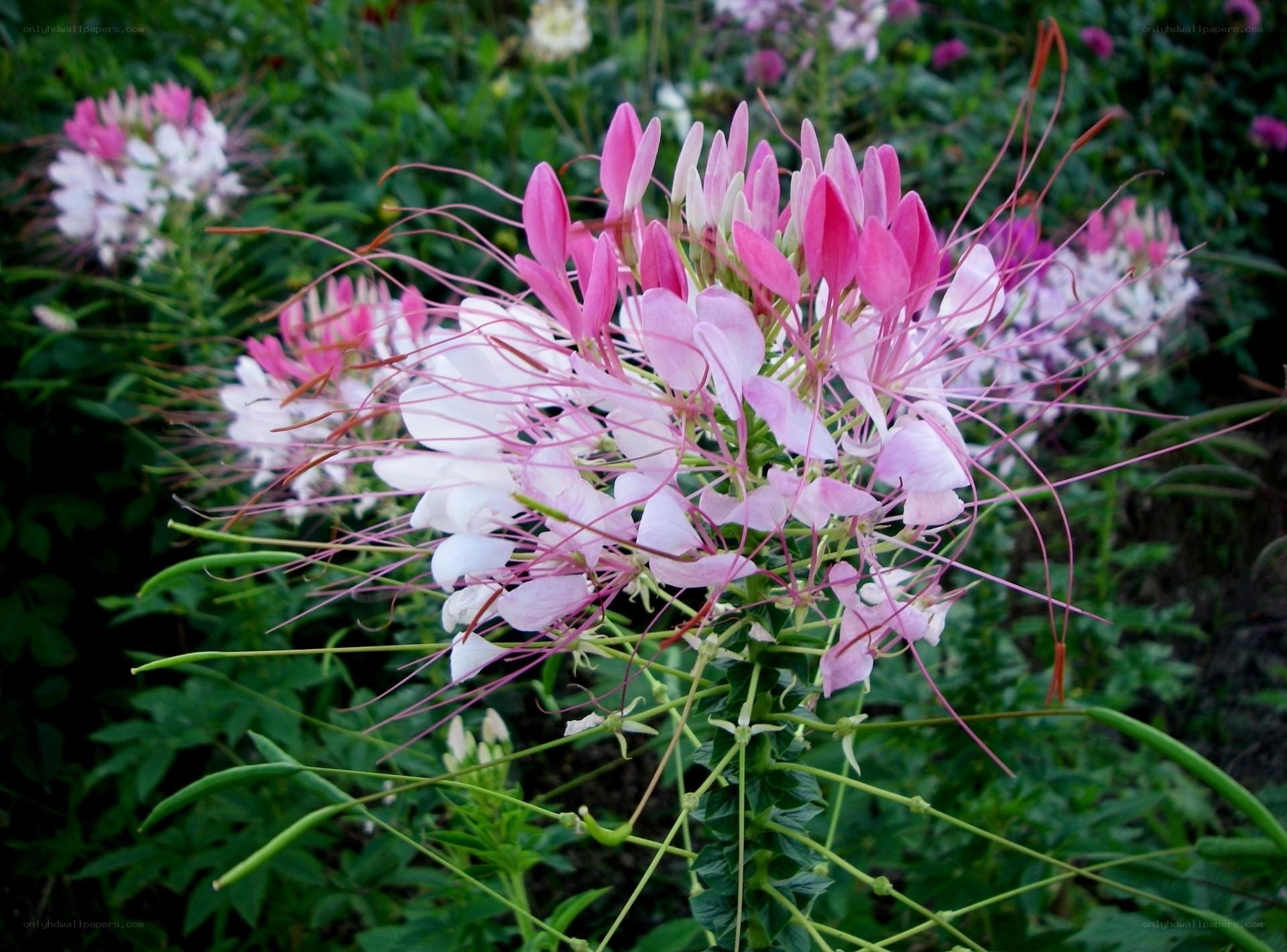 Pink and white spider flowers