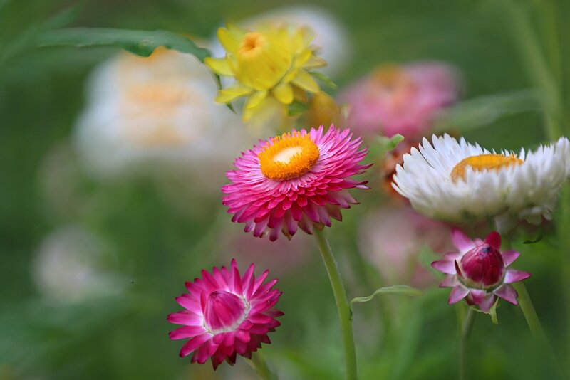 Pink and White Strawflowers — Serene