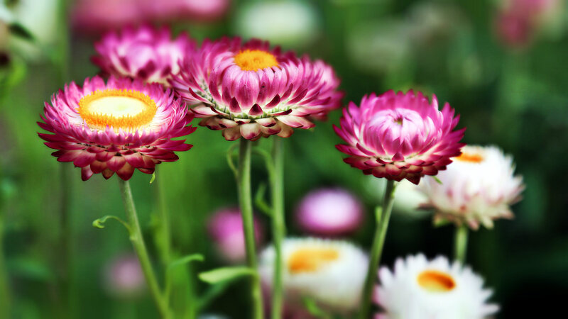 Pink and White Strawflowers
