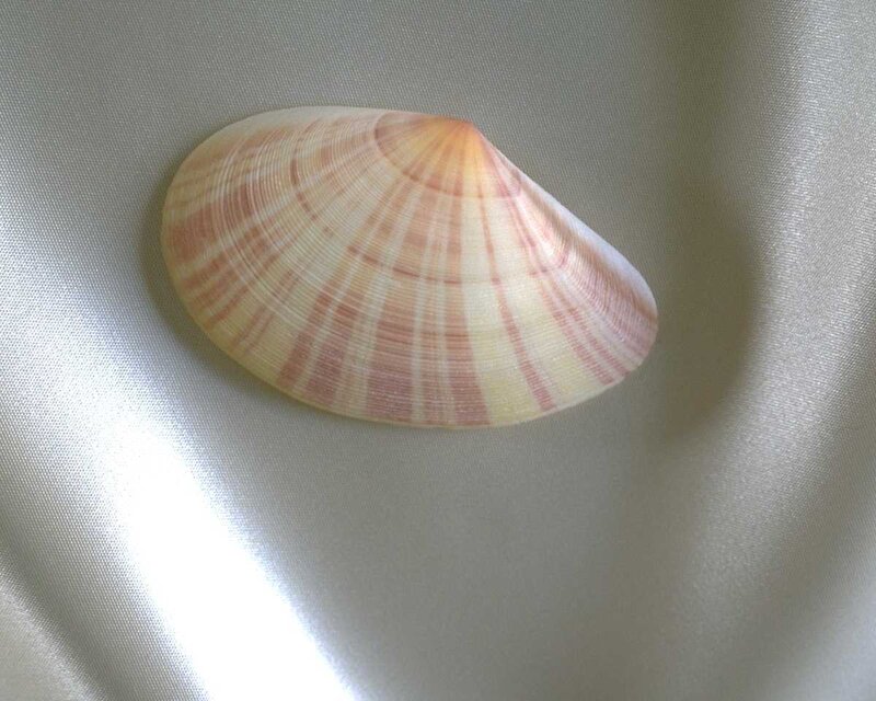 Pink and white striped clam shell