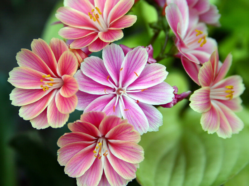 Pink and white striped flowers