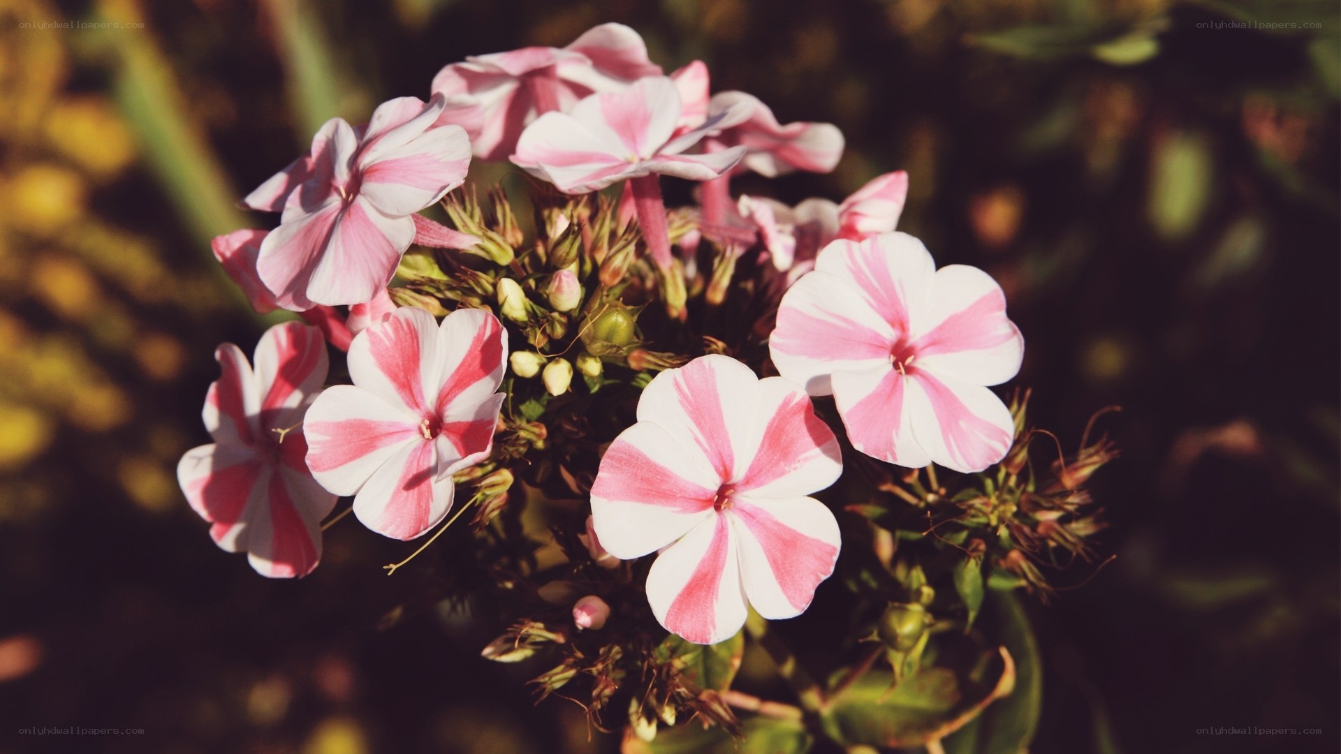 Pink and white striped flowers