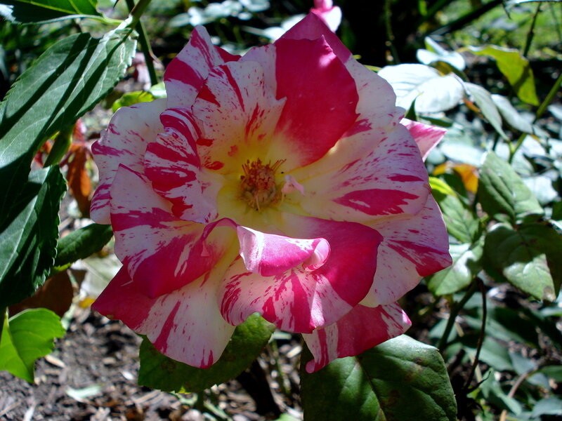 pink and white striped rose