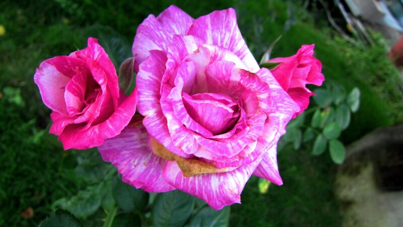 Pink and White Striped Rose — Calm