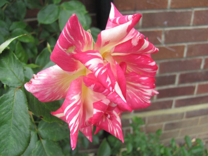 pink and white striped rose