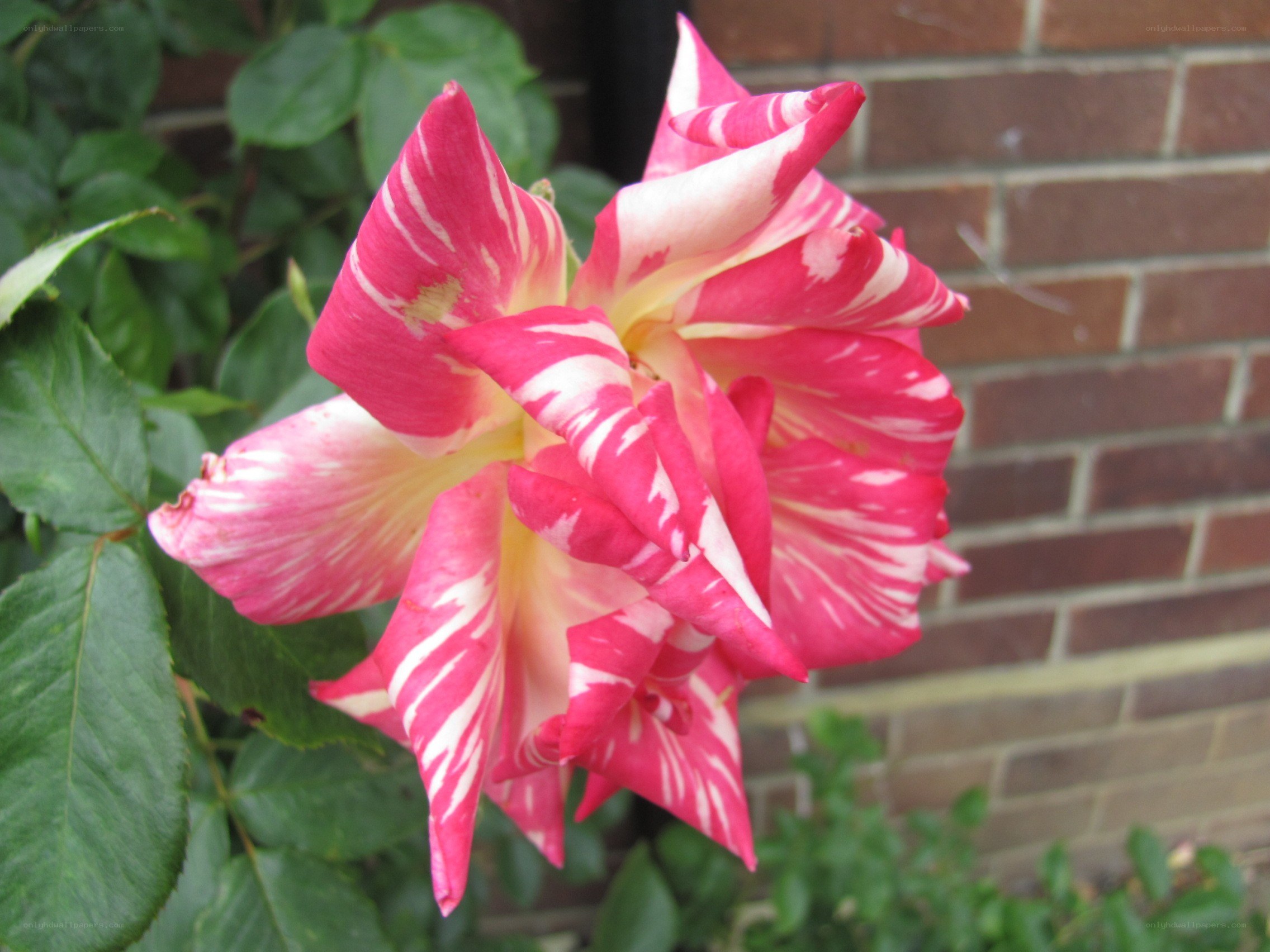 pink and white striped rose