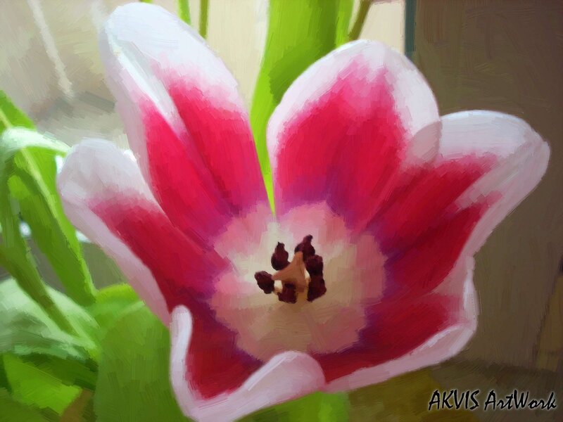 Pink and White Tulip — Calm, Digital Art