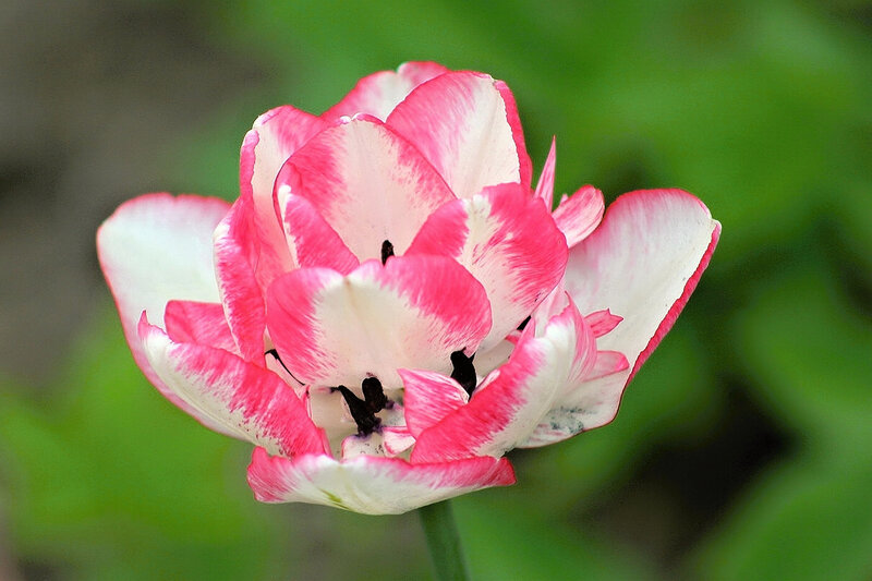 Pink and White Tulip — Calm, Spring