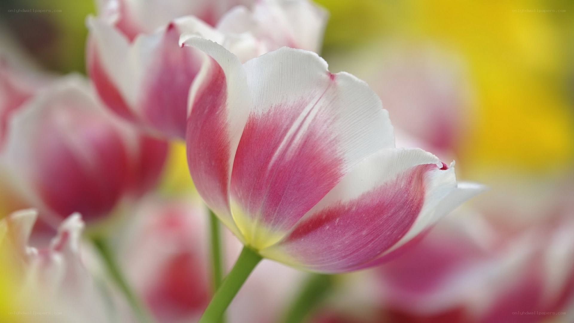 Pink and white tulip close-up