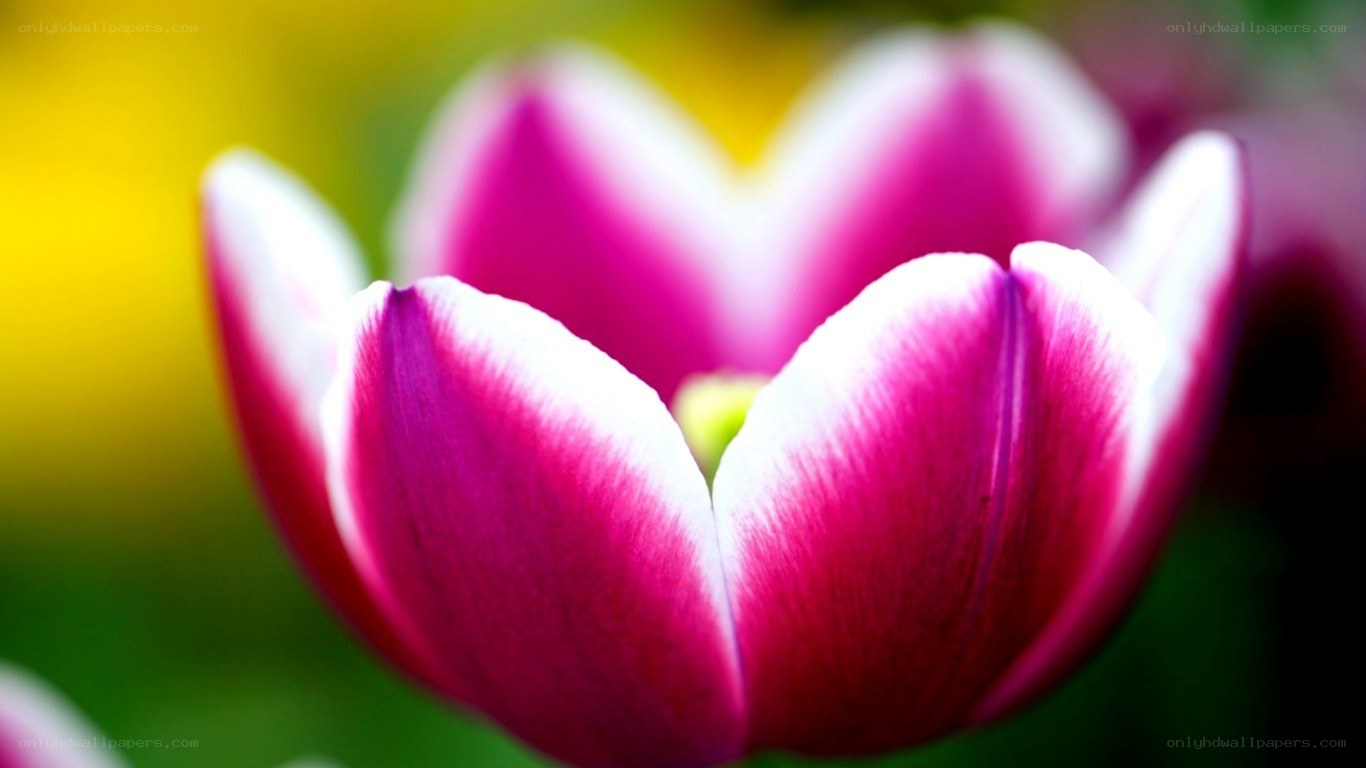 pink and white tulip close-up