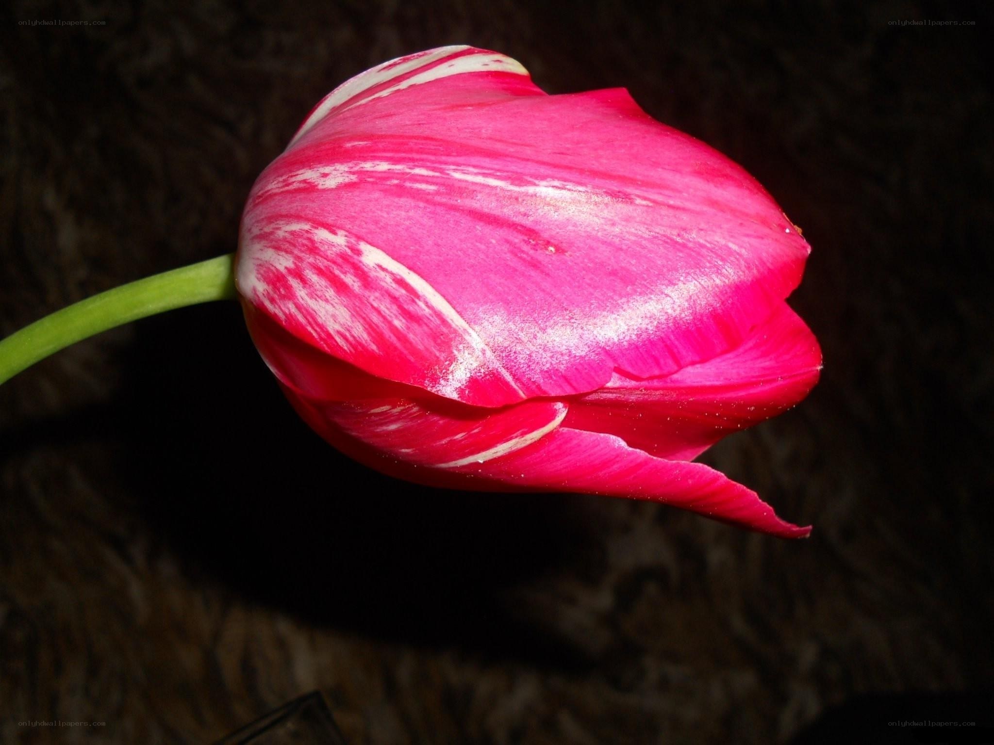 Pink and white tulip close-up