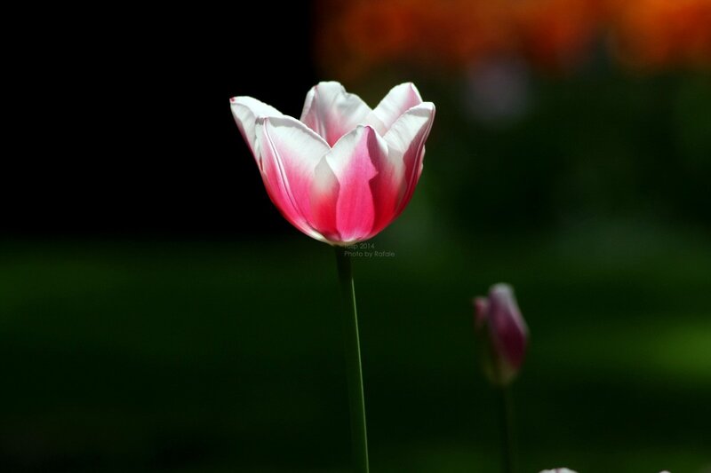 Pink and White Tulip — Dramatic, Afternoon, Photograph