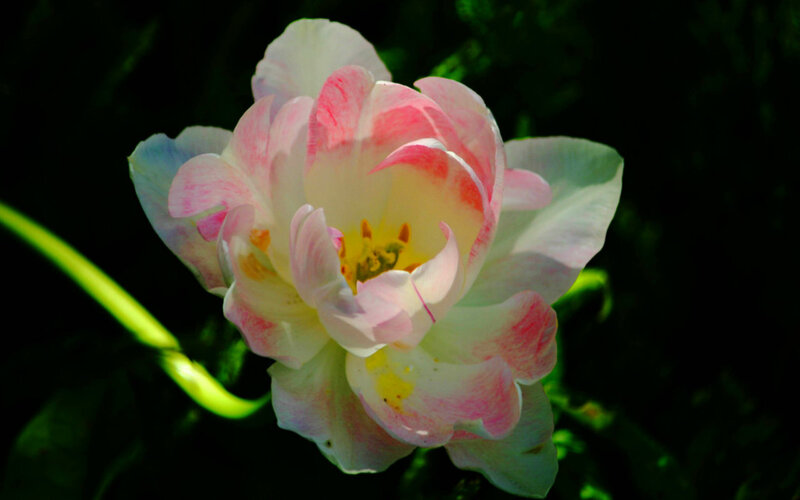 Pink and White Tulip — Dramatic, Afternoon