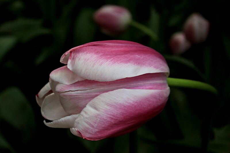 Pink and White Tulip — Dramatic, Photograph