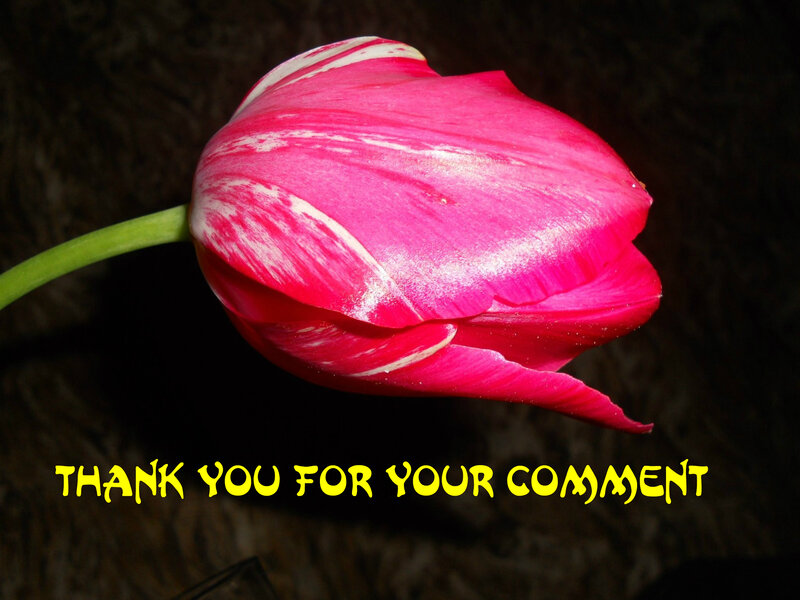 Pink and White Tulip — Dramatic