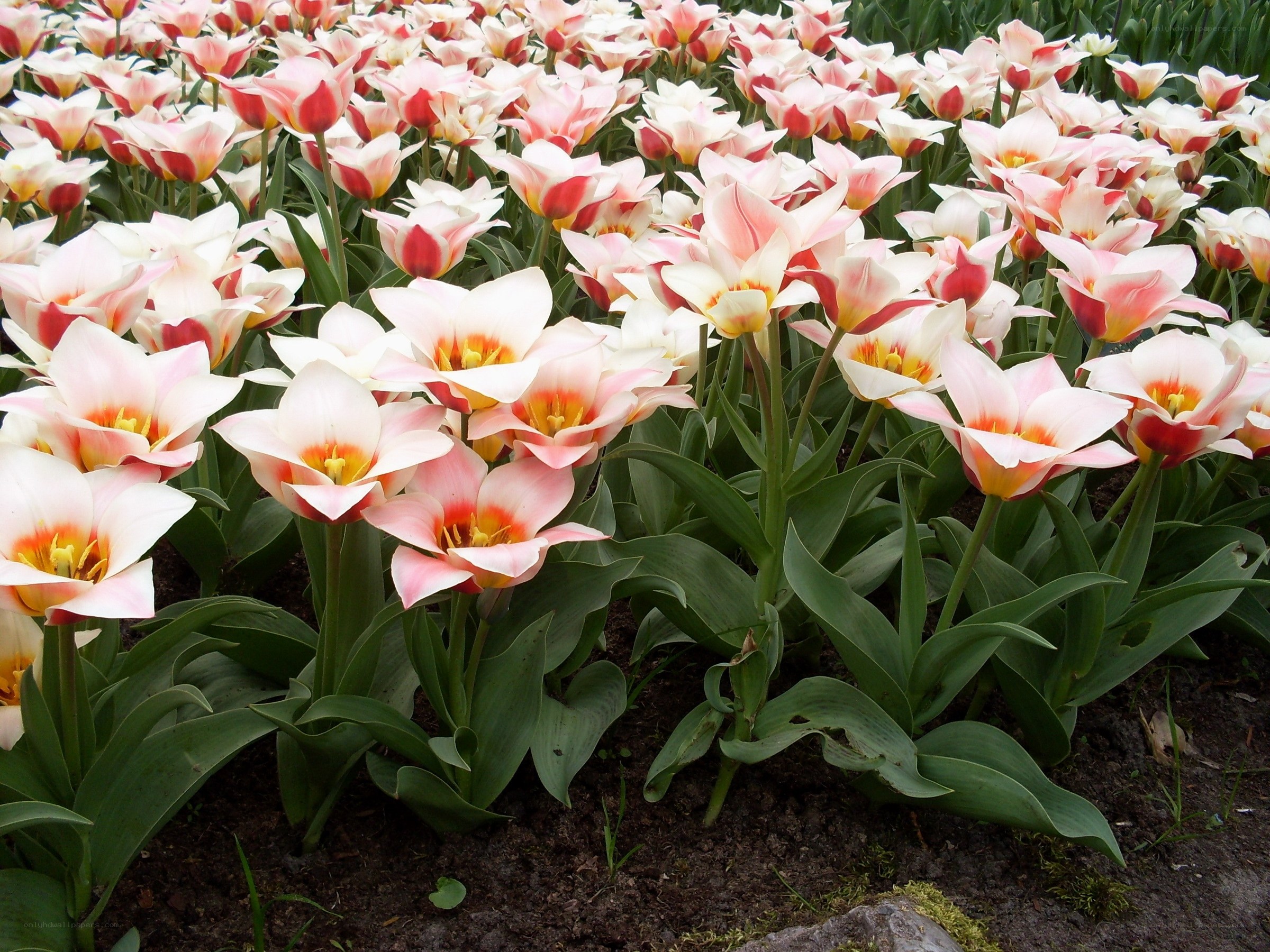 Pink and white tulip field