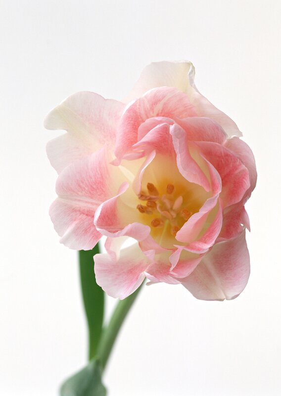 Pink and white tulip flower