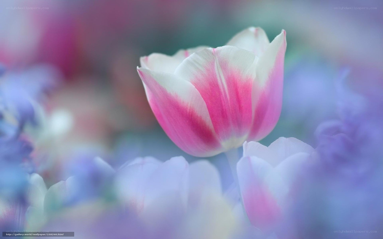 Pink and white tulip in bloom