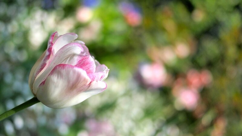 Pink and white tulip in garden