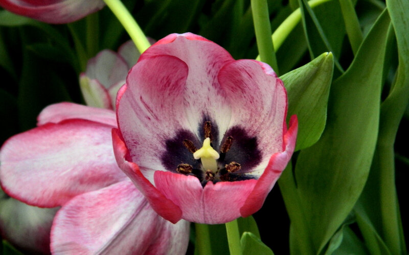 Pink and White Tulip — Natural