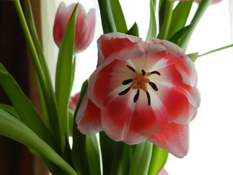 Pink and White Tulip — Red
