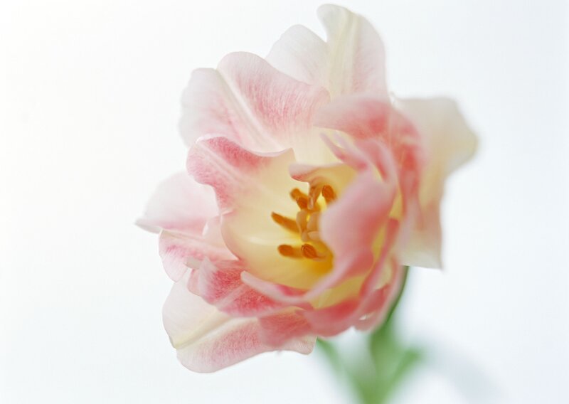 Pink and White Tulip — Serene, Photograph, Flower, Stem