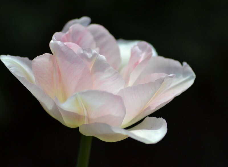 Pink and White Tulip — Serene, Photograph
