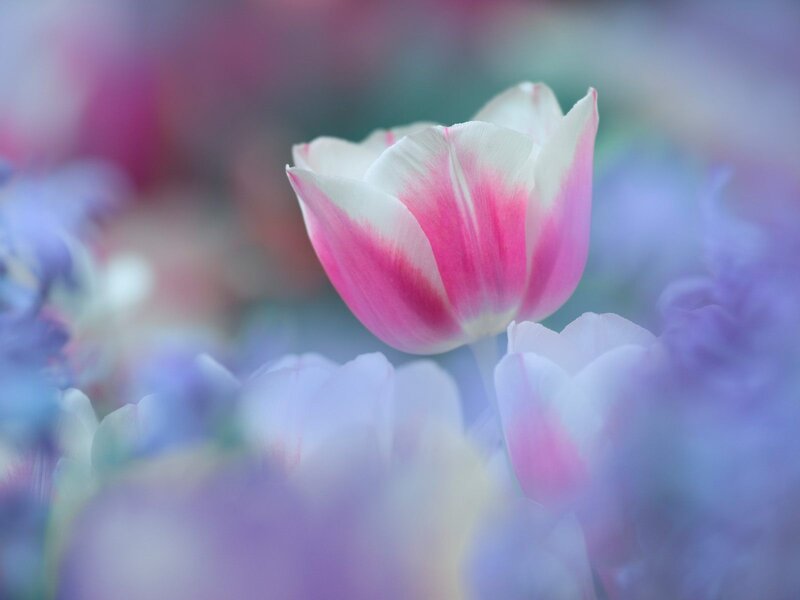 Pink and White Tulip — Serene, Spring, Photograph, Flower, Blurry Background, Petals