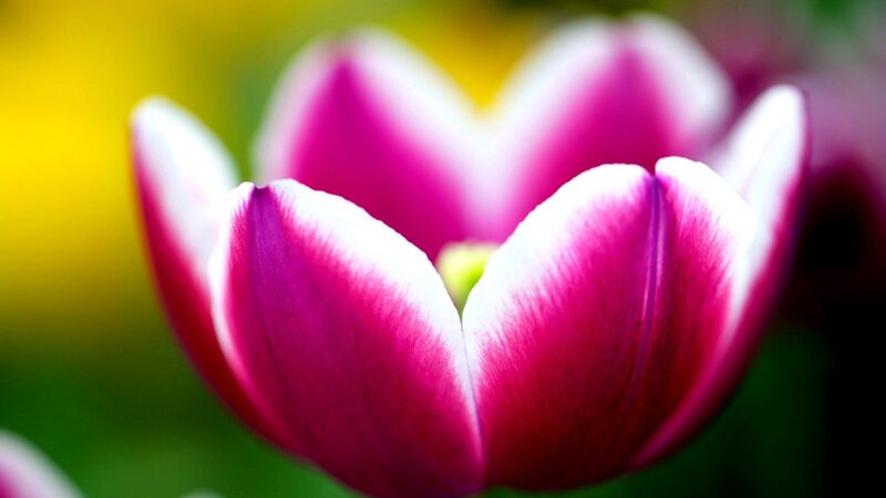 Pink and White Tulip — Serene, Spring, Photograph, Flower, Petals, Background