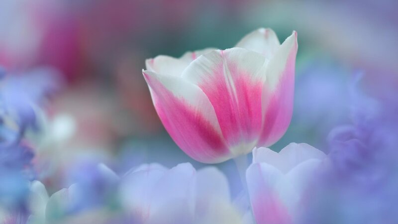Pink and White Tulip — Serene, Spring, Photograph, Flower, Petals, Blurry Background