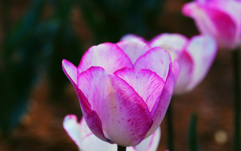 Pink and White Tulip — Serene, Spring, Photograph, Flower, Petals, Greenery