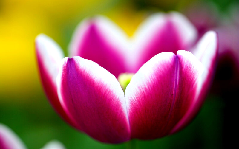 Pink and White Tulip — Serene, Spring, Photograph, Flower, Petals